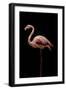 Flamingo-Incado-Framed Photographic Print