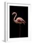 Flamingo-Incado-Framed Photographic Print