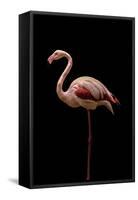 Flamingo-Incado-Framed Stretched Canvas