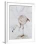 Flamingo-Carolyn Hubbard-Ford-Framed Giclee Print