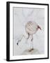 Flamingo-Carolyn Hubbard-Ford-Framed Giclee Print