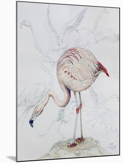 Flamingo-Carolyn Hubbard-Ford-Mounted Giclee Print