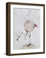 Flamingo-Carolyn Hubbard-Ford-Framed Giclee Print