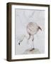 Flamingo-Carolyn Hubbard-Ford-Framed Giclee Print