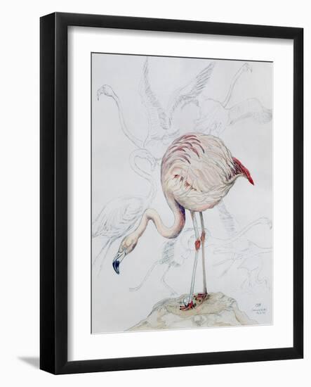 Flamingo-Carolyn Hubbard-Ford-Framed Giclee Print