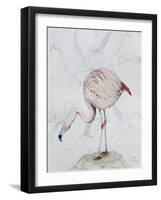 Flamingo-Carolyn Hubbard-Ford-Framed Giclee Print