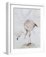 Flamingo-Carolyn Hubbard-Ford-Framed Giclee Print