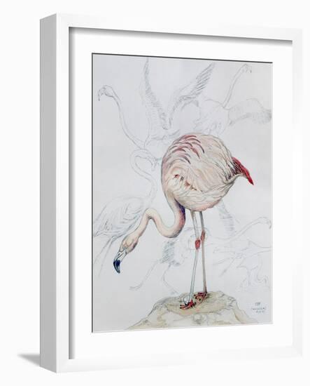 Flamingo-Carolyn Hubbard-Ford-Framed Giclee Print