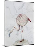 Flamingo-Carolyn Hubbard-Ford-Mounted Giclee Print