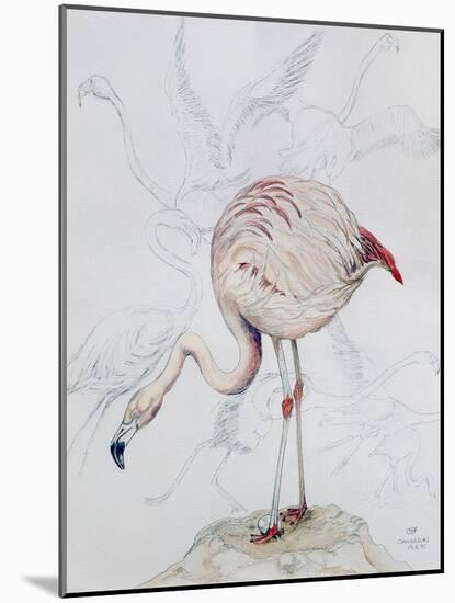 Flamingo-Carolyn Hubbard-Ford-Mounted Giclee Print