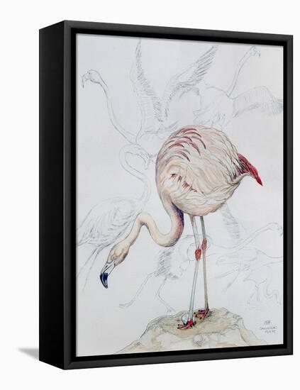 Flamingo-Carolyn Hubbard-Ford-Framed Stretched Canvas