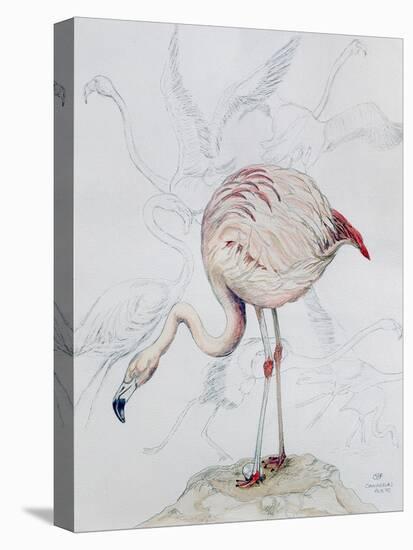 Flamingo-Carolyn Hubbard-Ford-Stretched Canvas