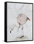 Flamingo-Carolyn Hubbard-Ford-Framed Stretched Canvas