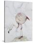 Flamingo-Carolyn Hubbard-Ford-Stretched Canvas