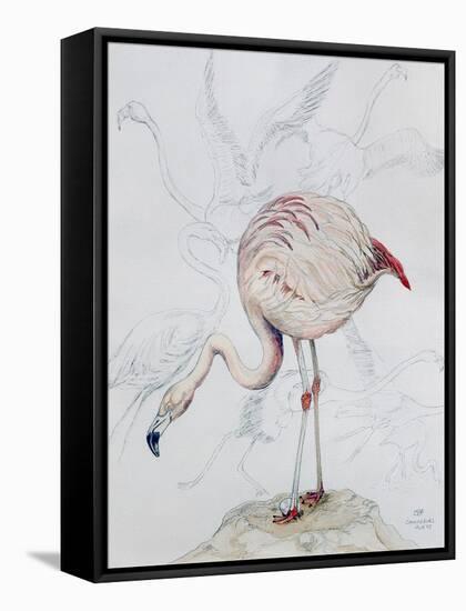 Flamingo-Carolyn Hubbard-Ford-Framed Stretched Canvas