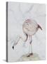 Flamingo-Carolyn Hubbard-Ford-Stretched Canvas