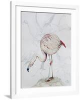 Flamingo-Carolyn Hubbard-Ford-Framed Giclee Print