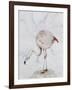 Flamingo-Carolyn Hubbard-Ford-Framed Giclee Print