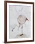 Flamingo-Carolyn Hubbard-Ford-Framed Giclee Print