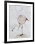 Flamingo-Carolyn Hubbard-Ford-Framed Giclee Print