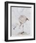 Flamingo-Carolyn Hubbard-Ford-Framed Giclee Print