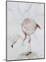Flamingo-Carolyn Hubbard-Ford-Mounted Giclee Print