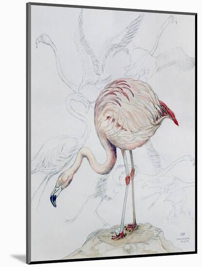 Flamingo-Carolyn Hubbard-Ford-Mounted Giclee Print