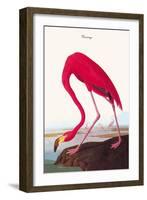 Flamingo-John James Audubon-Framed Art Print