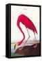 Flamingo-John James Audubon-Framed Stretched Canvas