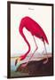 Flamingo-John James Audubon-Framed Art Print