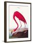 Flamingo-John James Audubon-Framed Art Print