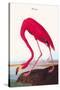 Flamingo-John James Audubon-Stretched Canvas