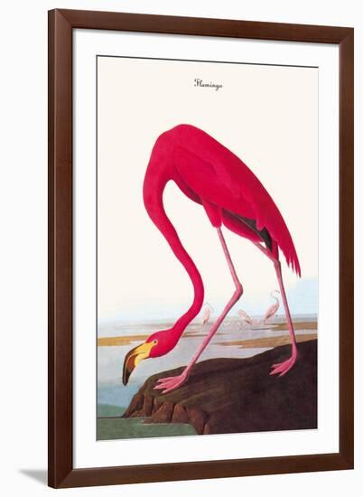 Flamingo-John James Audubon-Framed Art Print