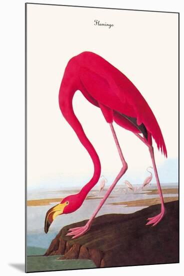 Flamingo-John James Audubon-Mounted Art Print