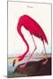 Flamingo-John James Audubon-Mounted Art Print