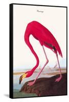 Flamingo-John James Audubon-Framed Stretched Canvas