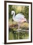 Flamingo-Unknown Unknown-Framed Art Print