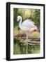 Flamingo-Unknown Unknown-Framed Art Print