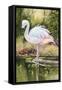 Flamingo-Unknown Unknown-Framed Stretched Canvas