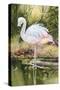 Flamingo-Unknown Unknown-Stretched Canvas