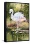 Flamingo-Unknown Unknown-Framed Stretched Canvas