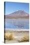 Flamingoes at Laguna Adeyonda on Altiplano, Potosi Department, Bolivia, South America-Ian Trower-Stretched Canvas