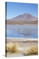 Flamingoes at Laguna Adeyonda on Altiplano, Potosi Department, Bolivia, South America-Ian Trower-Stretched Canvas