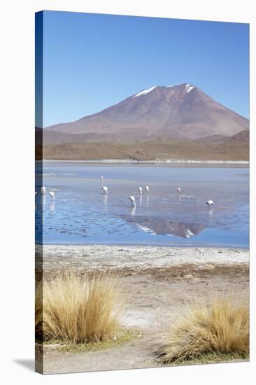 Flamingoes at Laguna Adeyonda on Altiplano, Potosi Department, Bolivia, South America-Ian Trower-Stretched Canvas