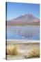 Flamingoes at Laguna Adeyonda on Altiplano, Potosi Department, Bolivia, South America-Ian Trower-Stretched Canvas