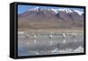 Flamingoes at Laguna Adeyonda on Altiplano, Potosi Department, Bolivia, South America-Ian Trower-Framed Stretched Canvas