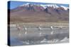 Flamingoes at Laguna Adeyonda on Altiplano, Potosi Department, Bolivia, South America-Ian Trower-Stretched Canvas