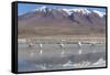 Flamingoes at Laguna Adeyonda on Altiplano, Potosi Department, Bolivia, South America-Ian Trower-Framed Stretched Canvas