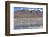 Flamingoes at Laguna Adeyonda on Altiplano, Potosi Department, Bolivia, South America-Ian Trower-Framed Photographic Print