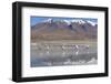 Flamingoes at Laguna Adeyonda on Altiplano, Potosi Department, Bolivia, South America-Ian Trower-Framed Photographic Print